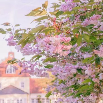 Geplant in Gods volkstuin, gedragen door Zijn zorg