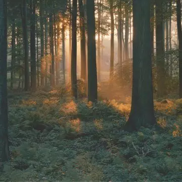 God zorgt; dwars door alles heen!